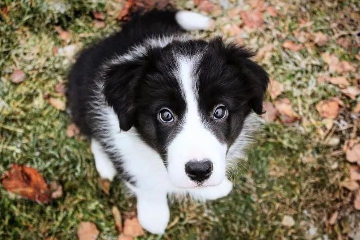 Border Collie Presença que transforma o cotidiano