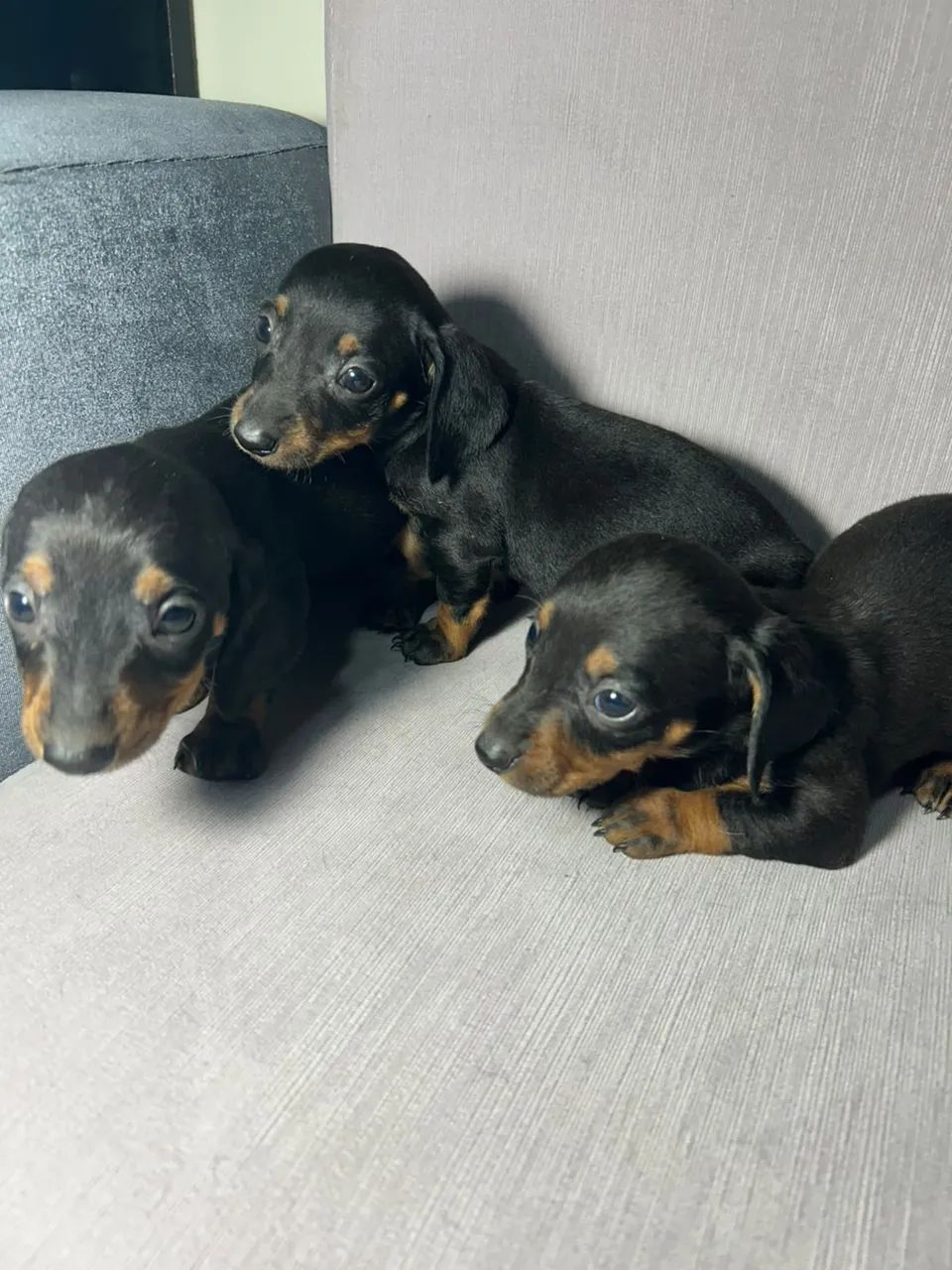 Salsichinha / Teckel / Dachshund - Foto 2