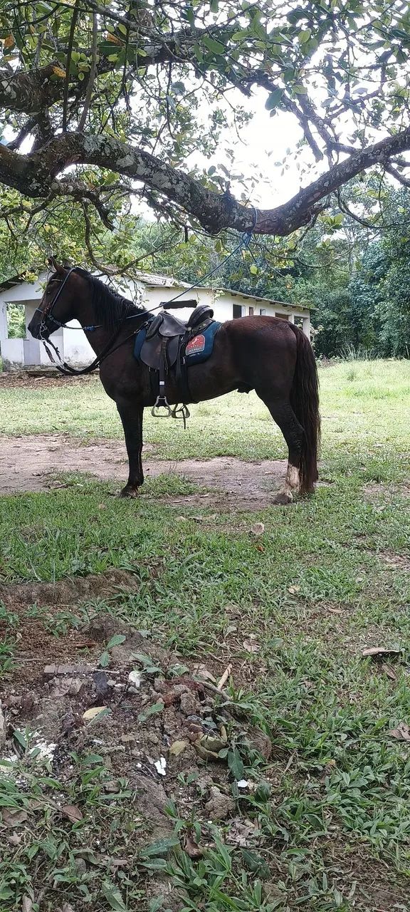 Cavalos - Foto 3