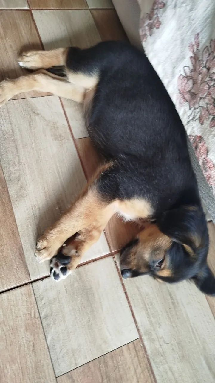 Doação pet 