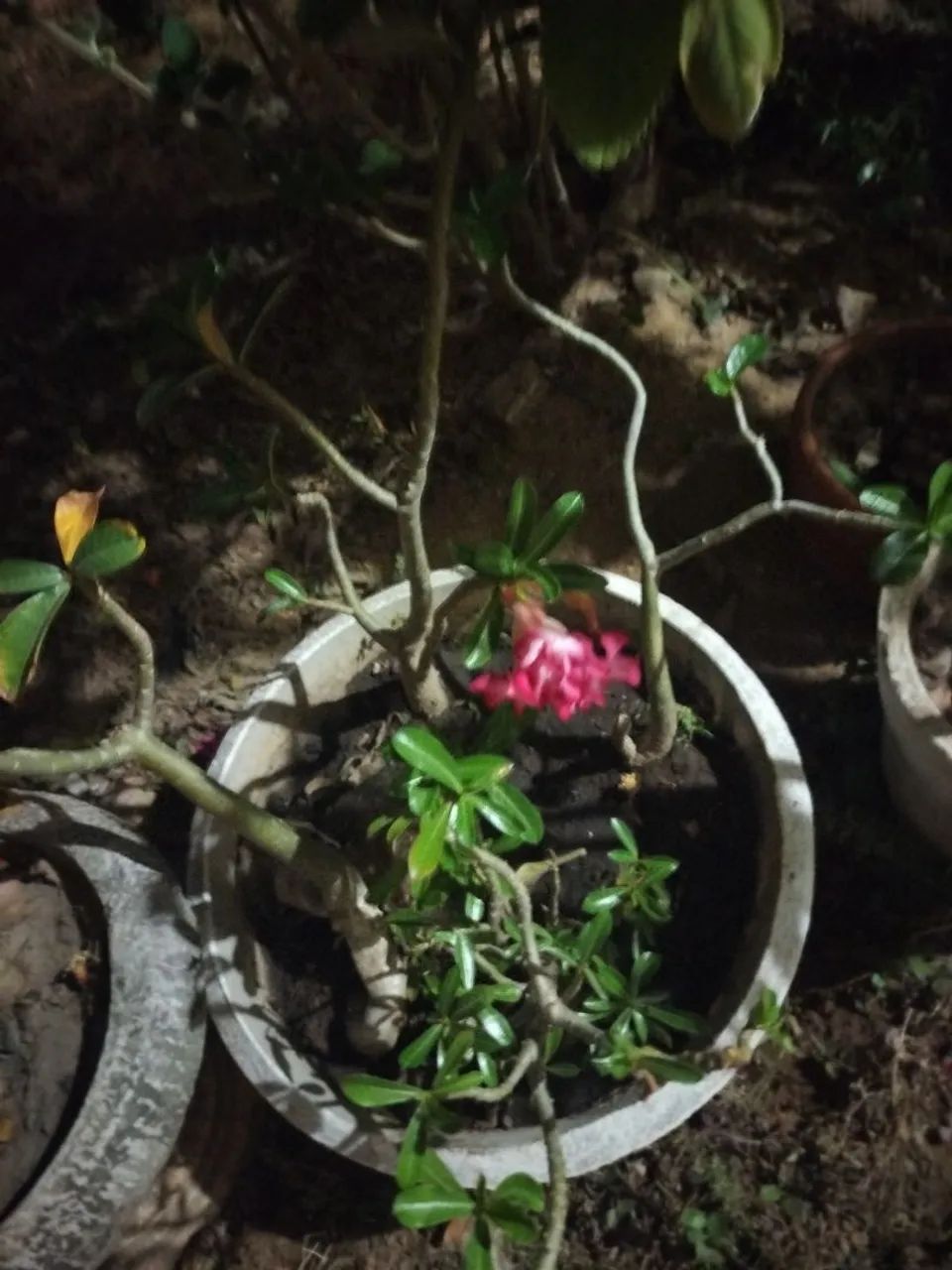 Rosa do deserto  - Foto 5