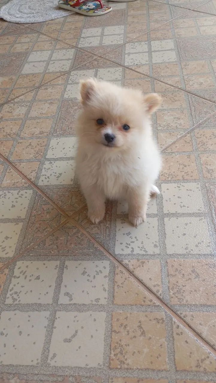 Lulu Pomerânia  - Foto 3