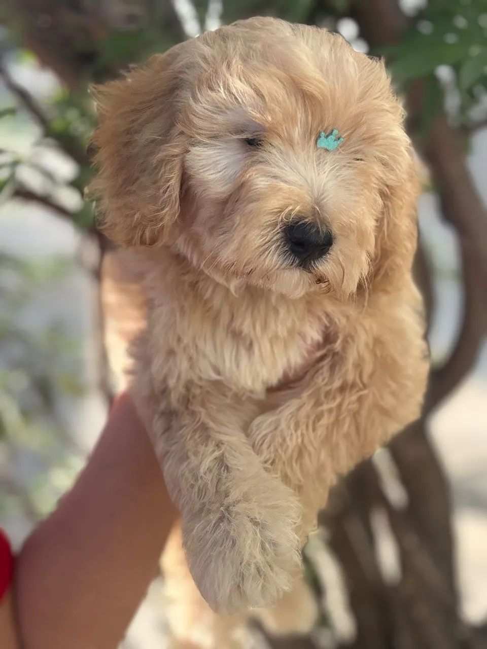 Poodle macho  - Foto 2