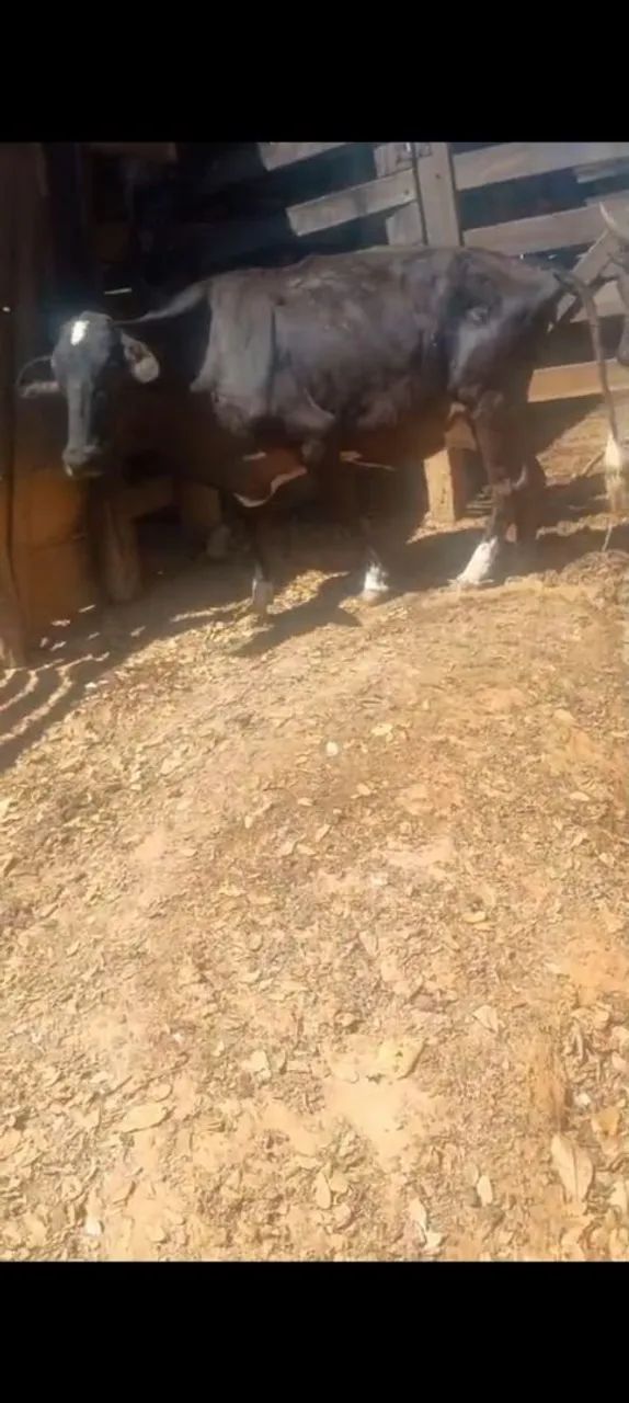 Vacas de leite - Foto 4