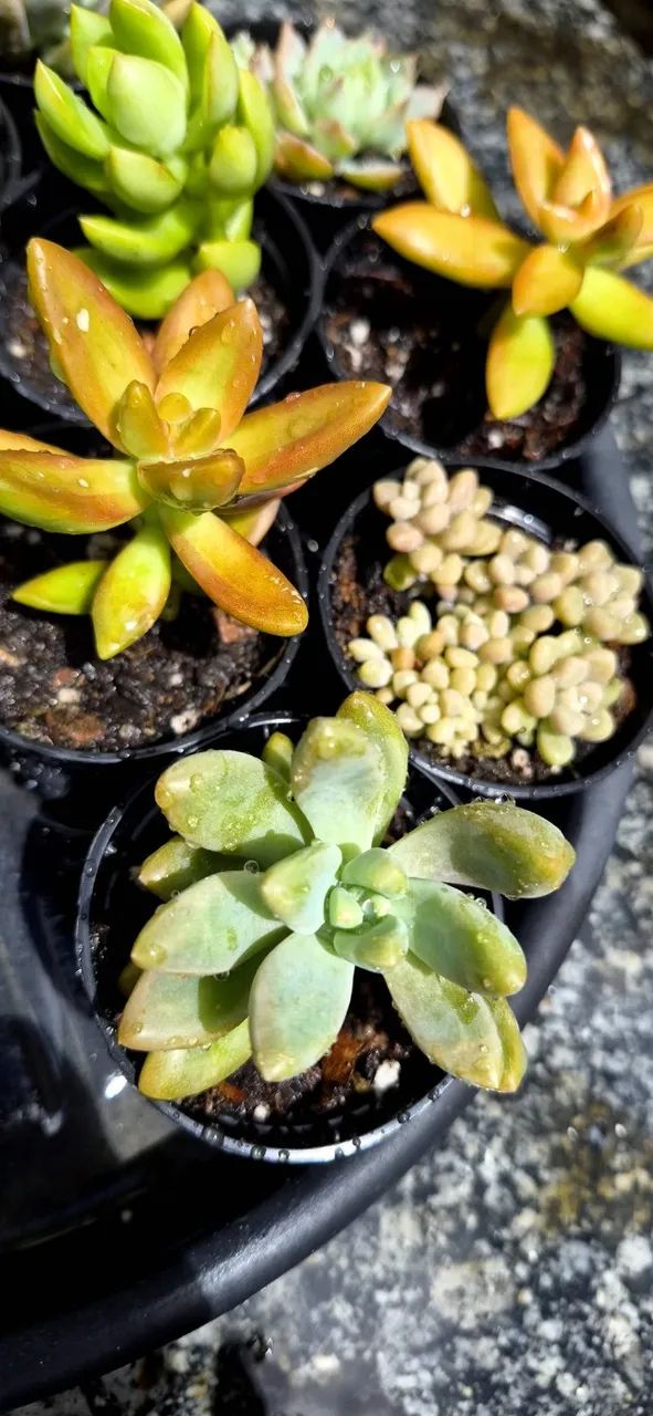 Suculentas para lembrancinhas  - Foto 3