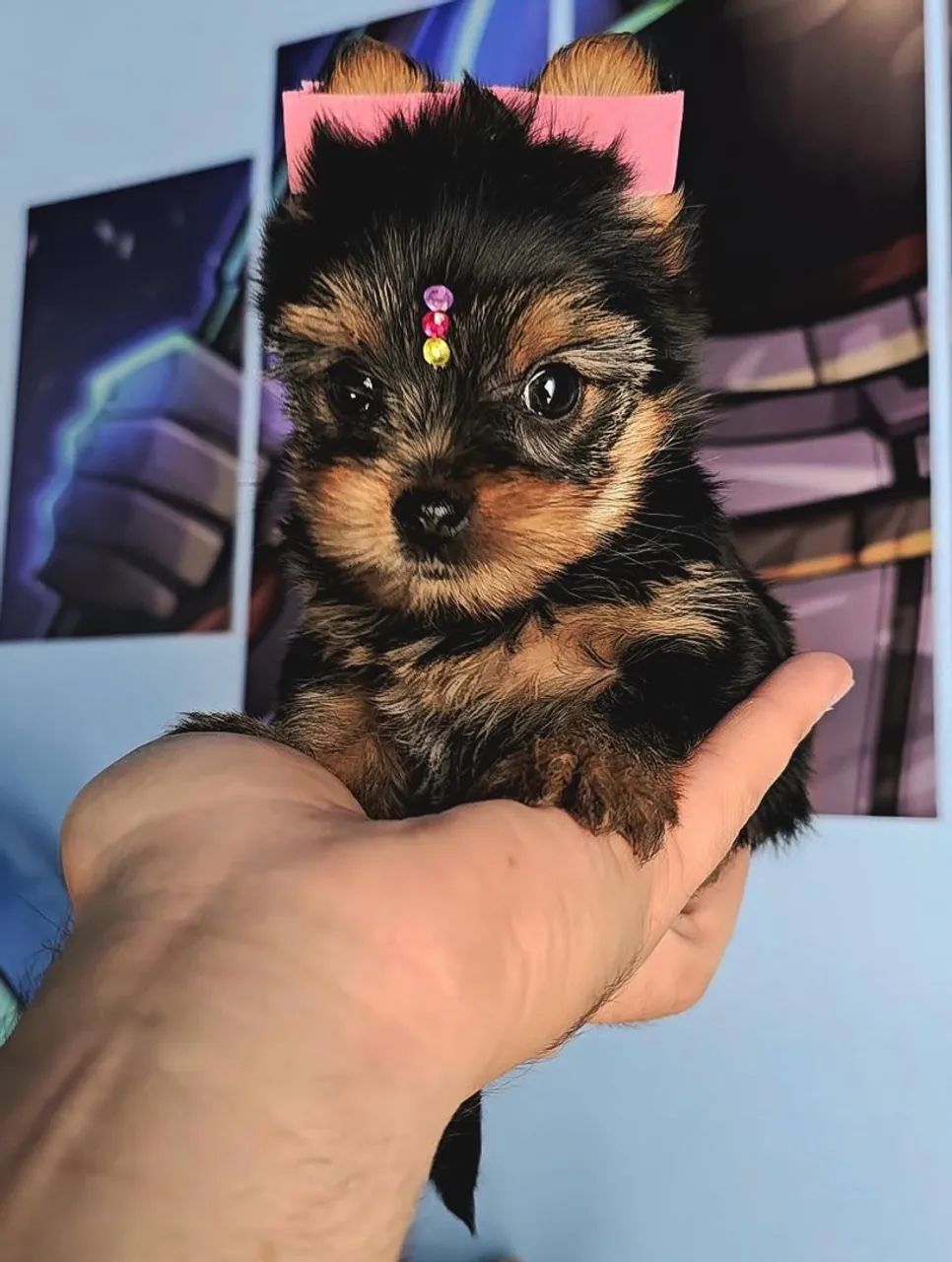Yorkshire mini 
