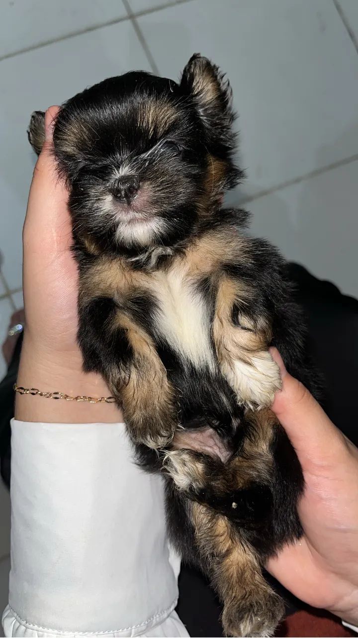 Shitzu