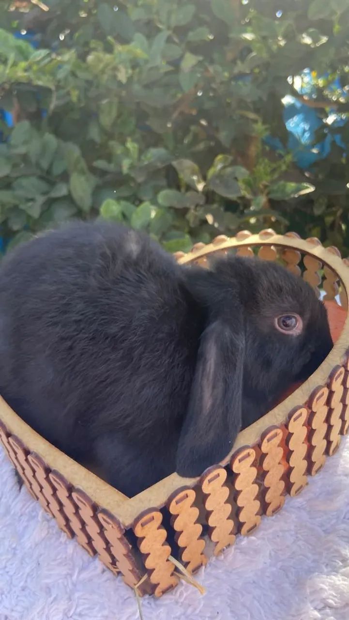 Coelho Mini Lop  - Foto 5
