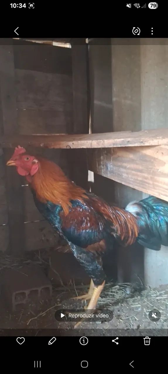 FRANGOS INDIO. 