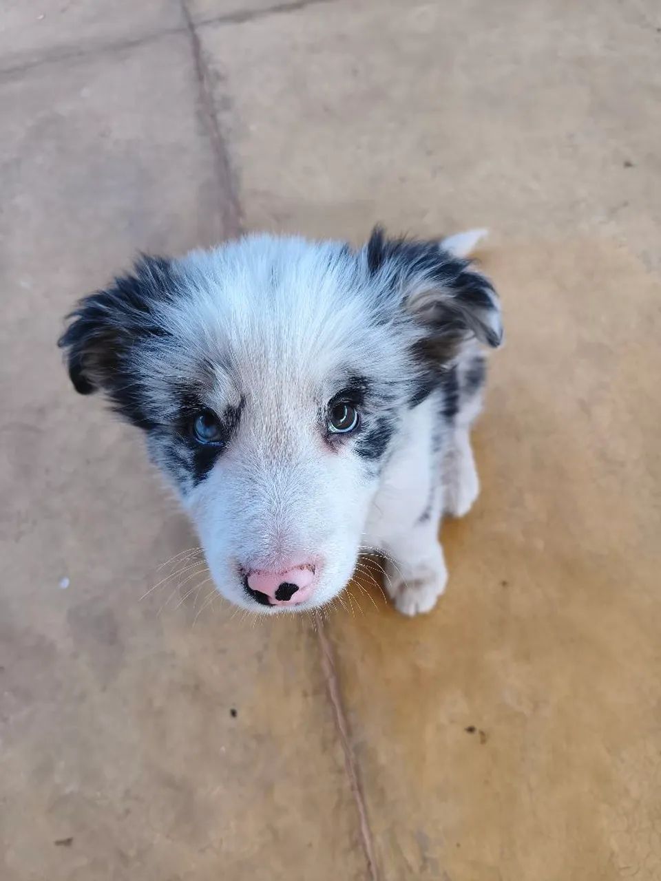 Border collie macho 