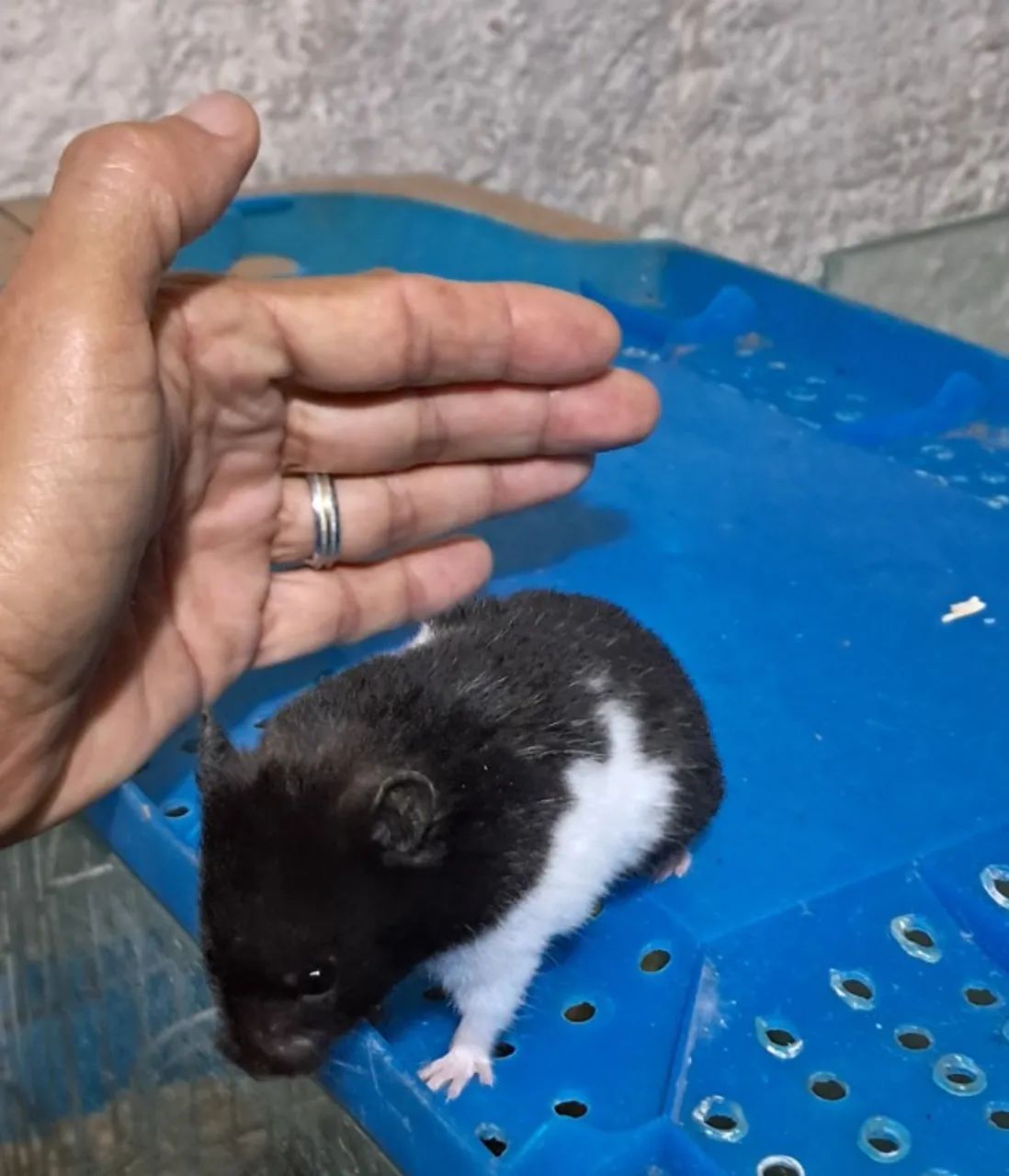 Hamster Sírio - Um pequeno companheiro para grandes momentos! - Foto 3
