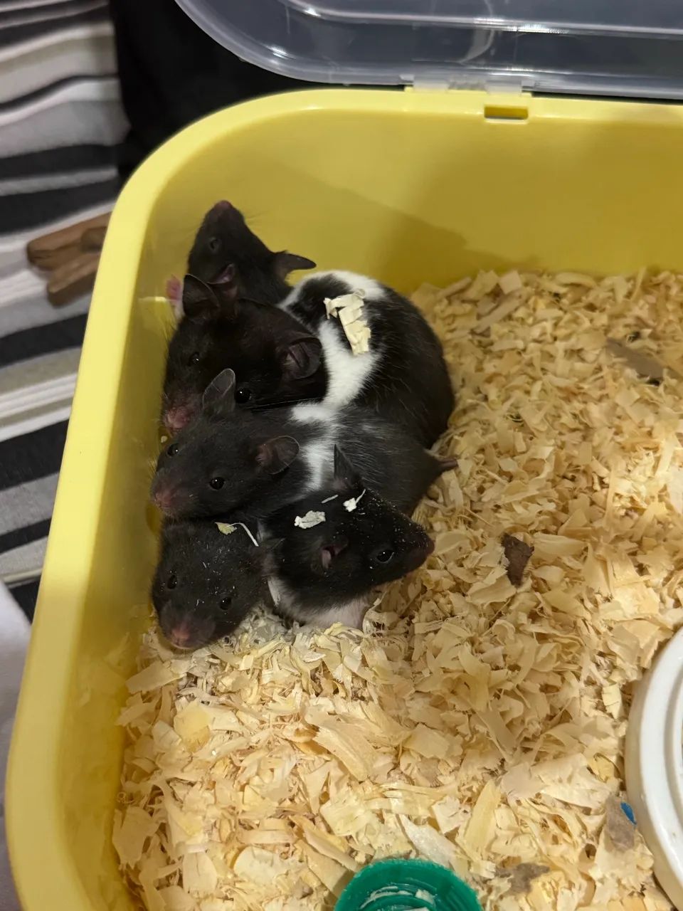 Hamster sírio Panda  - Foto 4