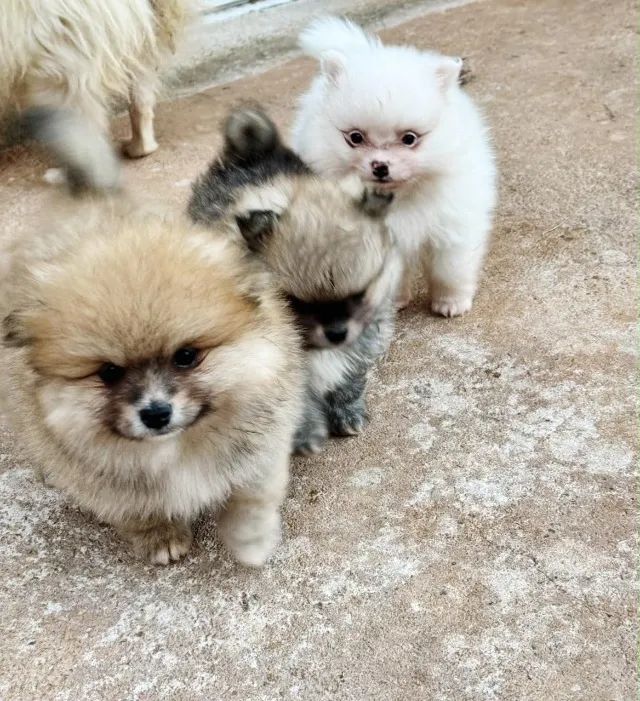 Sptiz Alemao - lulu da pomerania mini