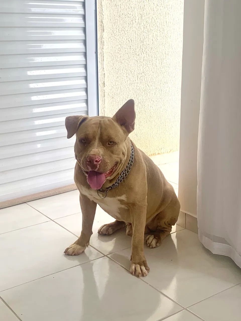 Pitbull macho - Foto 2