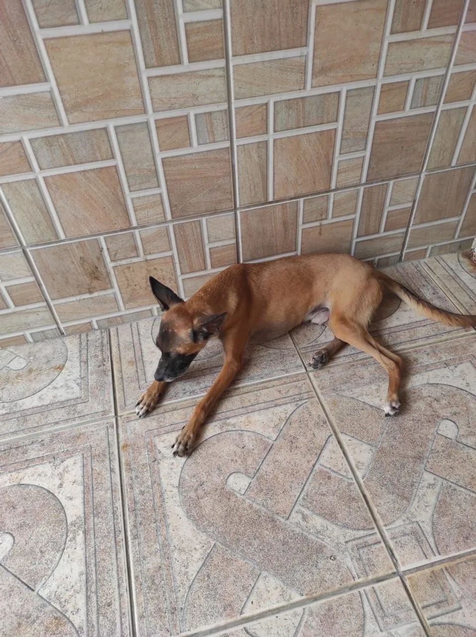 Cachoro doação  - Foto 3