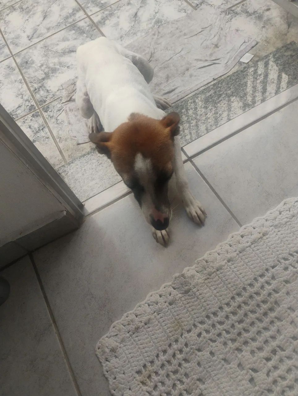 Doando cachorro 