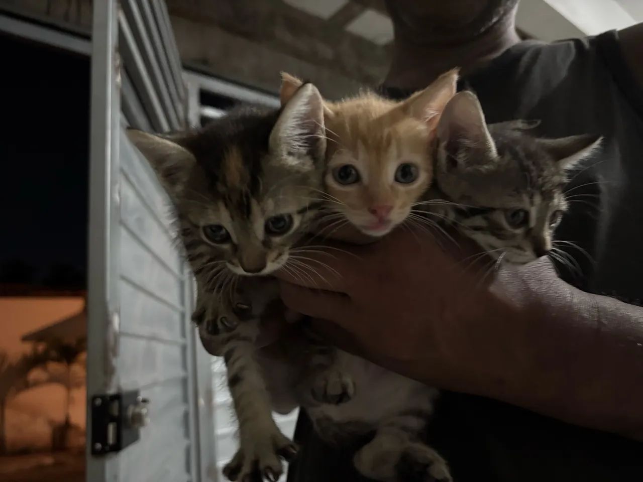 Gatos adoção  - Foto 3