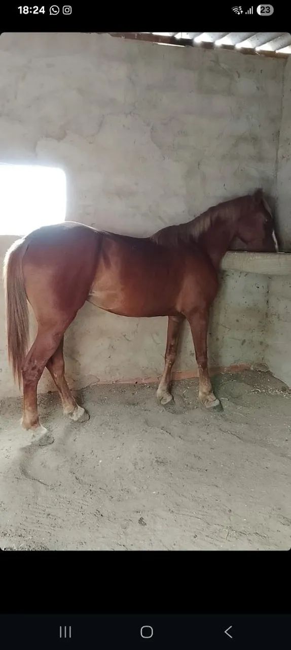 Egua boa de boi - Foto 3