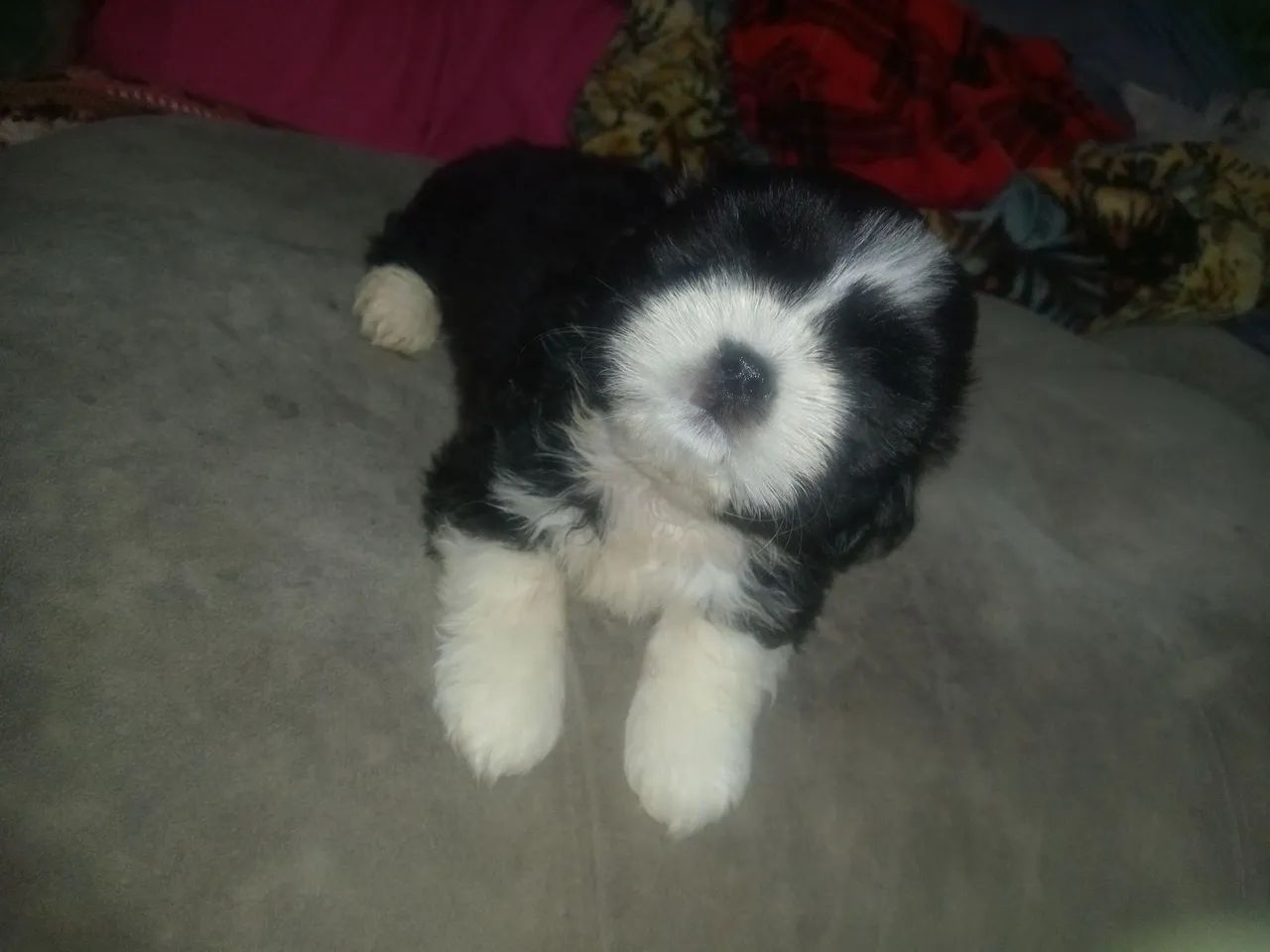 FILHOTE SHITZU MACHO COM 2 MESES  - Foto 5