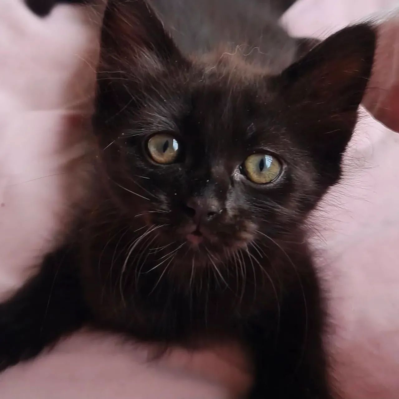 Filhote de Gato Angora65570229911427121