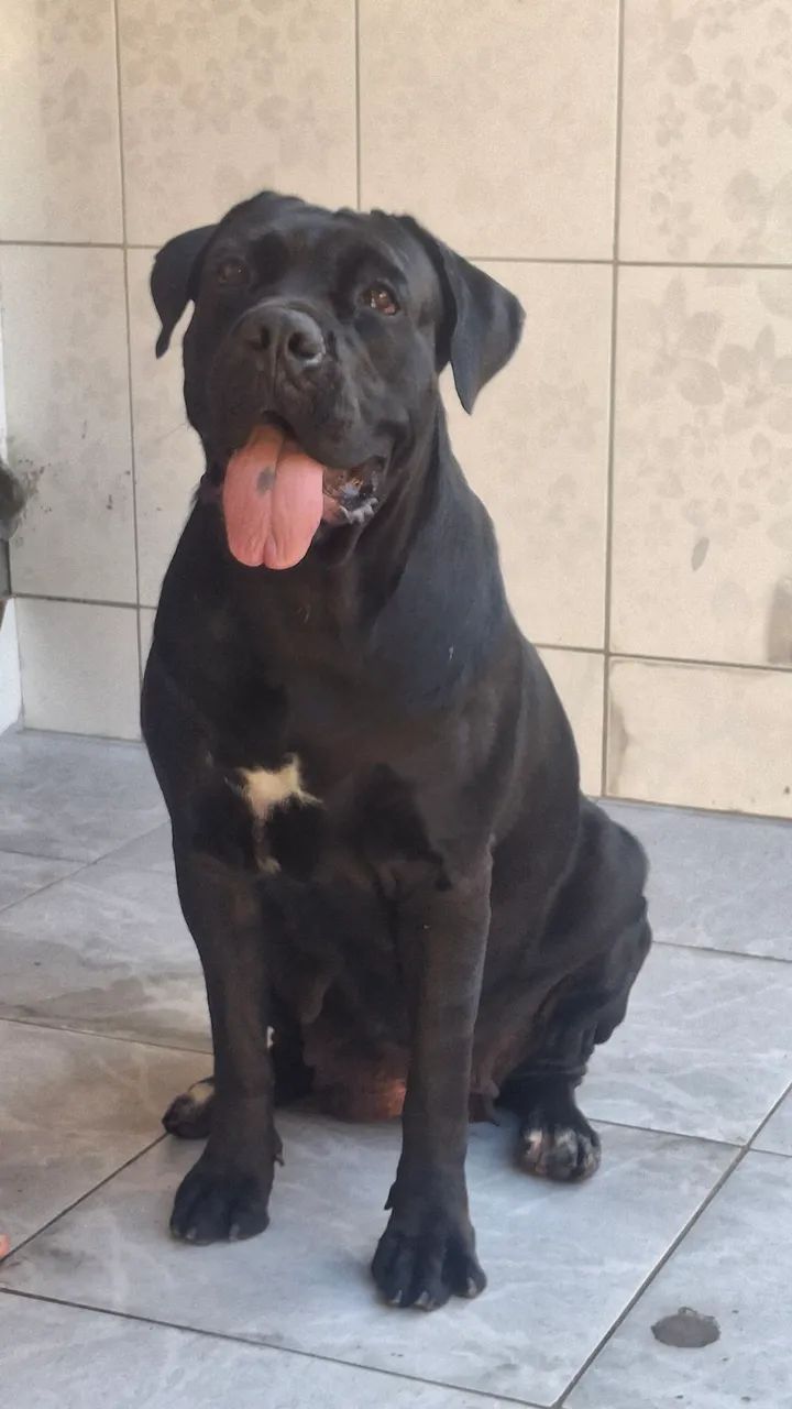 Cane corso 