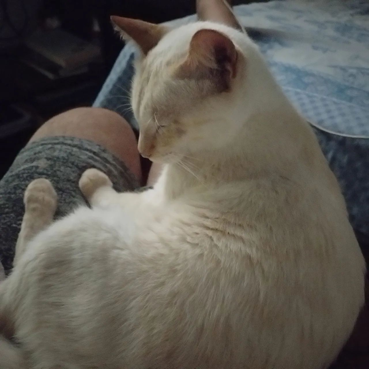 DOAÇÃO GATO - Foto 3