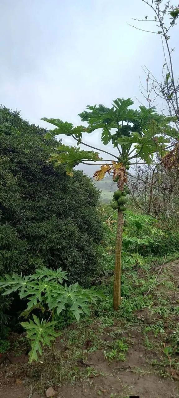 Linda chácara  - Foto 3