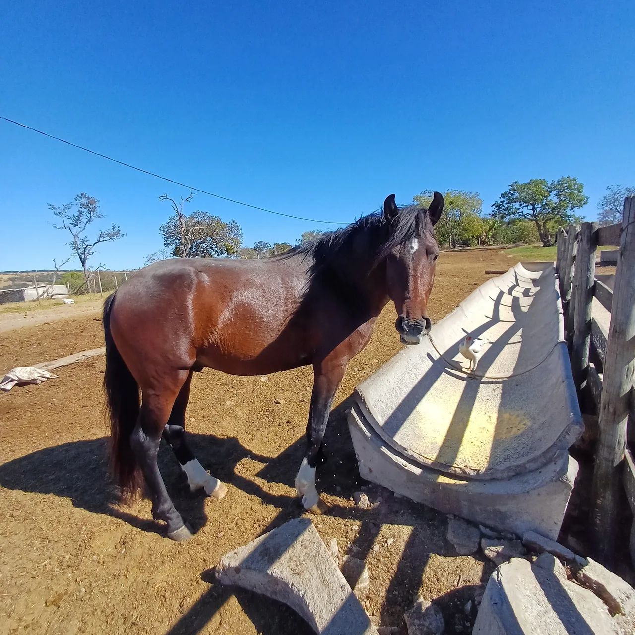 Vendo cavalo