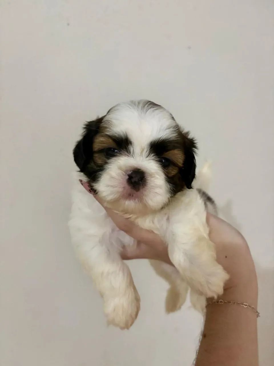 Shihtzu  - Foto 3