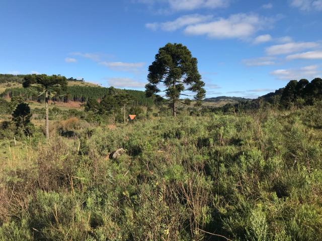 Área com 20mil m2 na cidade mais fria do Brasil - Urupema - sc - Foto 19