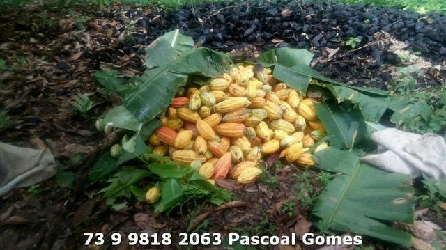 Fazenda a venda Bahia