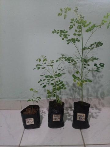 Mudas Orgânicas de Moringa Oleífera - Foto 5