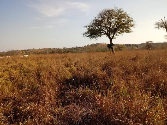 Fazenda há 10 km na MT 010 Estrada da Guia - Foto 5