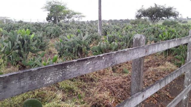 Fazenda para venda em feira nova, feira nova - Foto 18