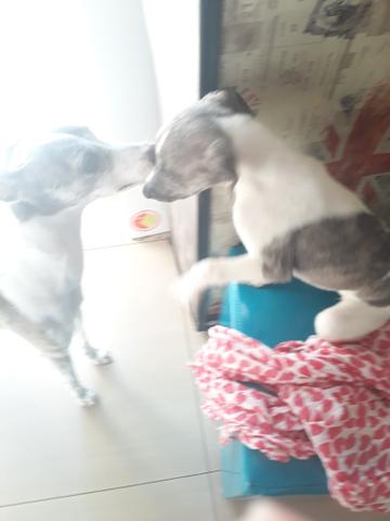 Maravilhosa fêmea whippet - Foto 2