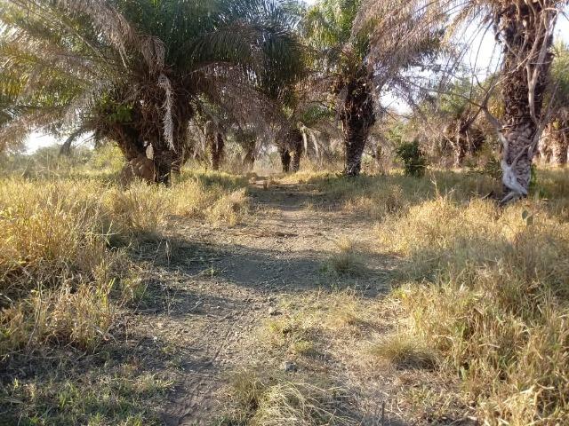 Fazenda há 10 km na MT 010 Estrada da Guia - Foto 18