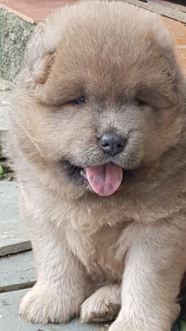 Filhotes Chow Chow - Foto 5