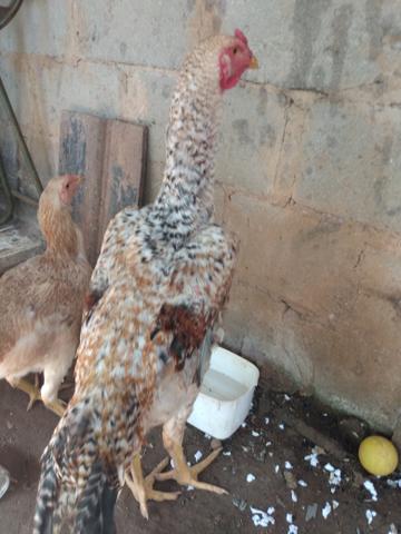 Galinha da Angola