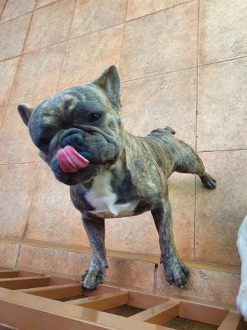 2 buldogue francês blue ( Valparaiso) - Foto 2