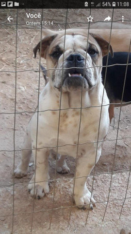 Bulldog inglês - Foto 4