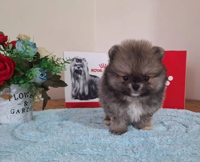 Lulu da Pomerânia anão
