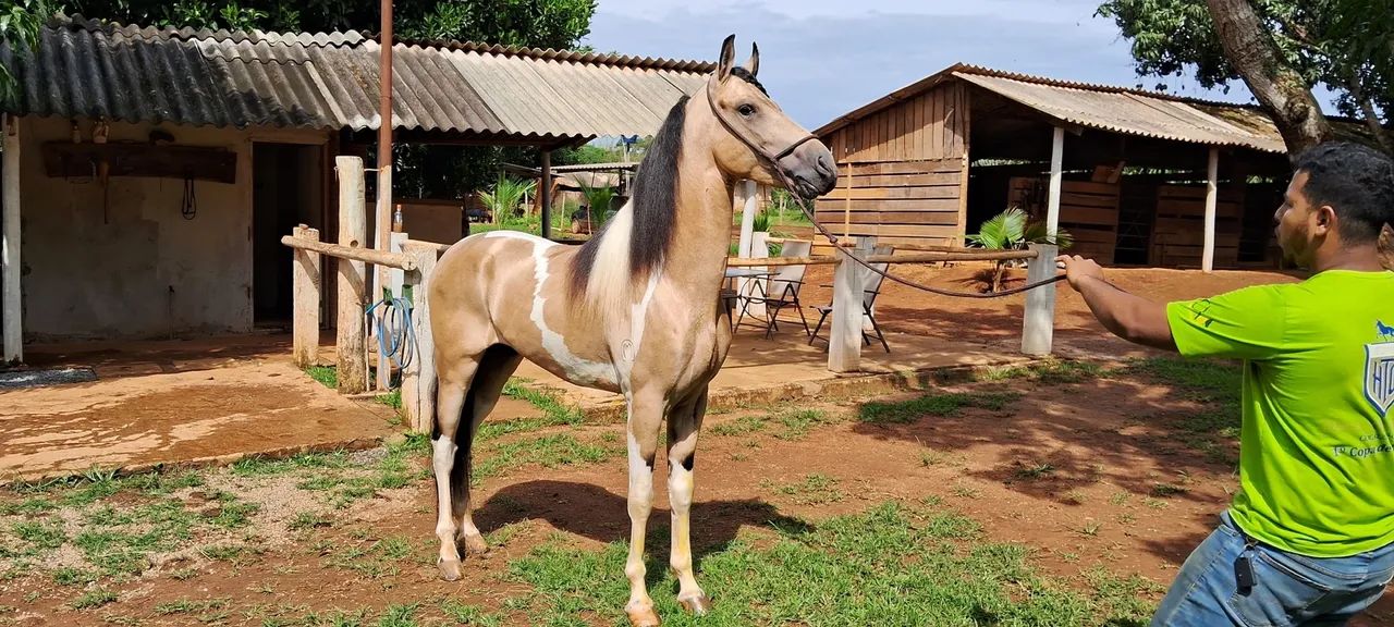 Mangalarga baia pampa marcha centro/picada - Foto 3