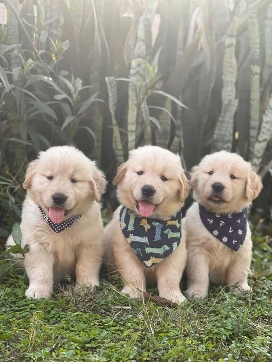 Três filhotes Golden Retriever 