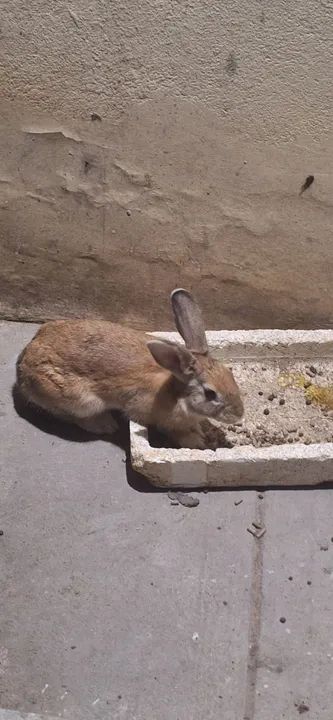 Vende-se coelho 