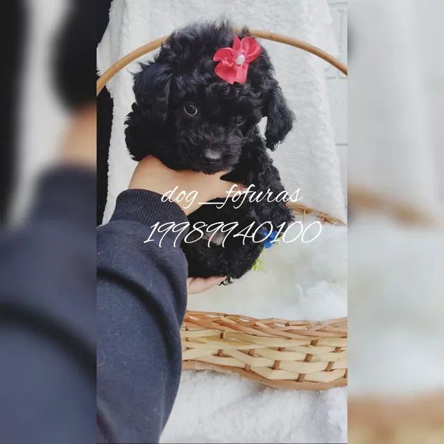 Teacup shop poodle olx