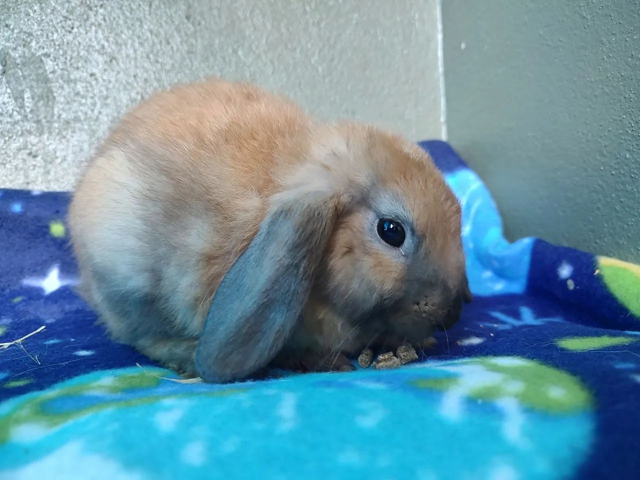 Coelhas fêmeas filhotes  - Foto 2