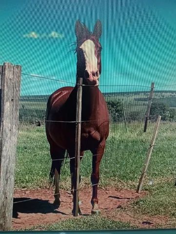 Potra a venda  - Foto 5