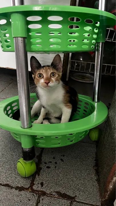 Dois gatinhos para adoção - Foto 2