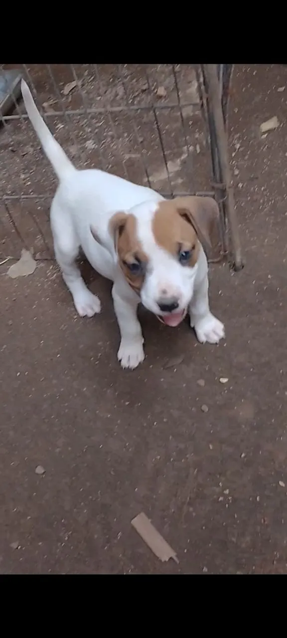 Boxer/Pitbull