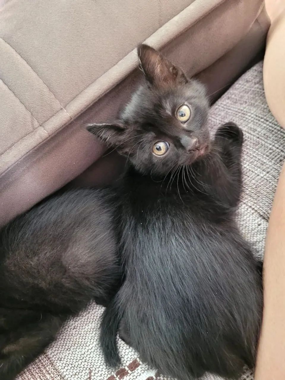 Gatinhos para doação  - Foto 2